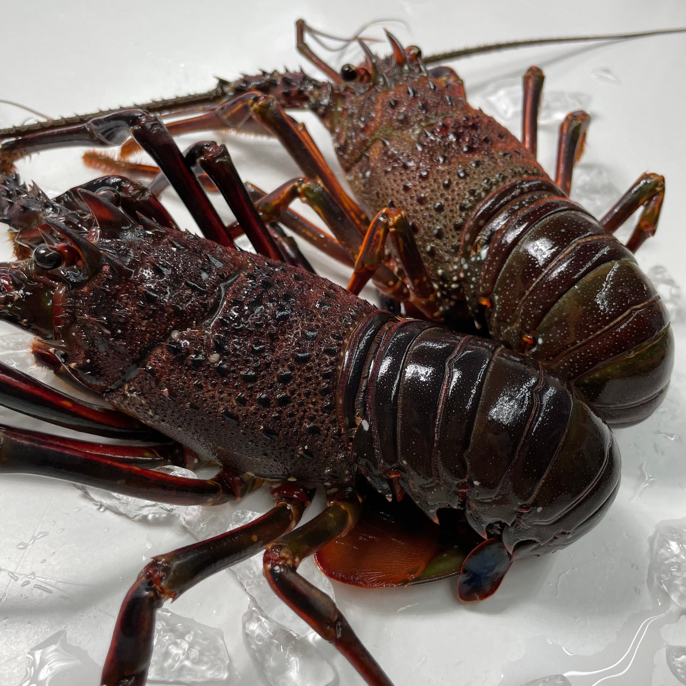 特大】国産 活締め伊勢海老 1尾（600gUP） | (株) 東セン貿 年末